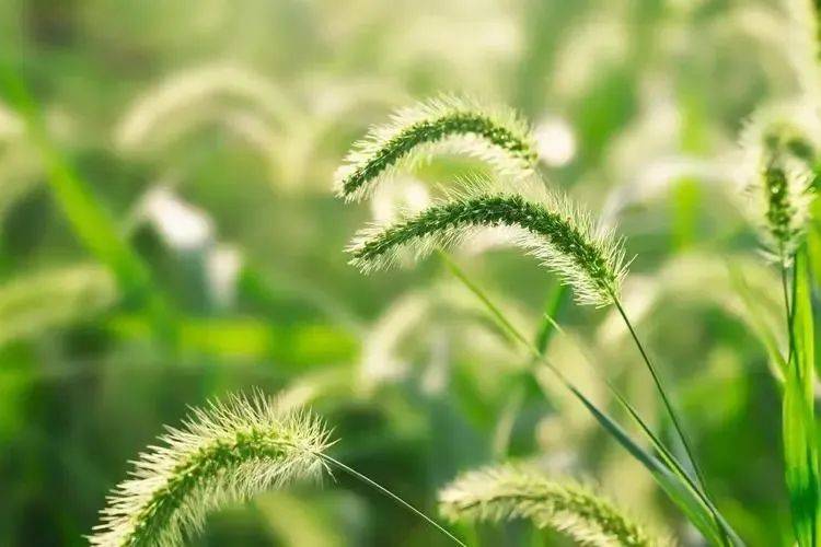 散文||一棵分享阳光的马尾草