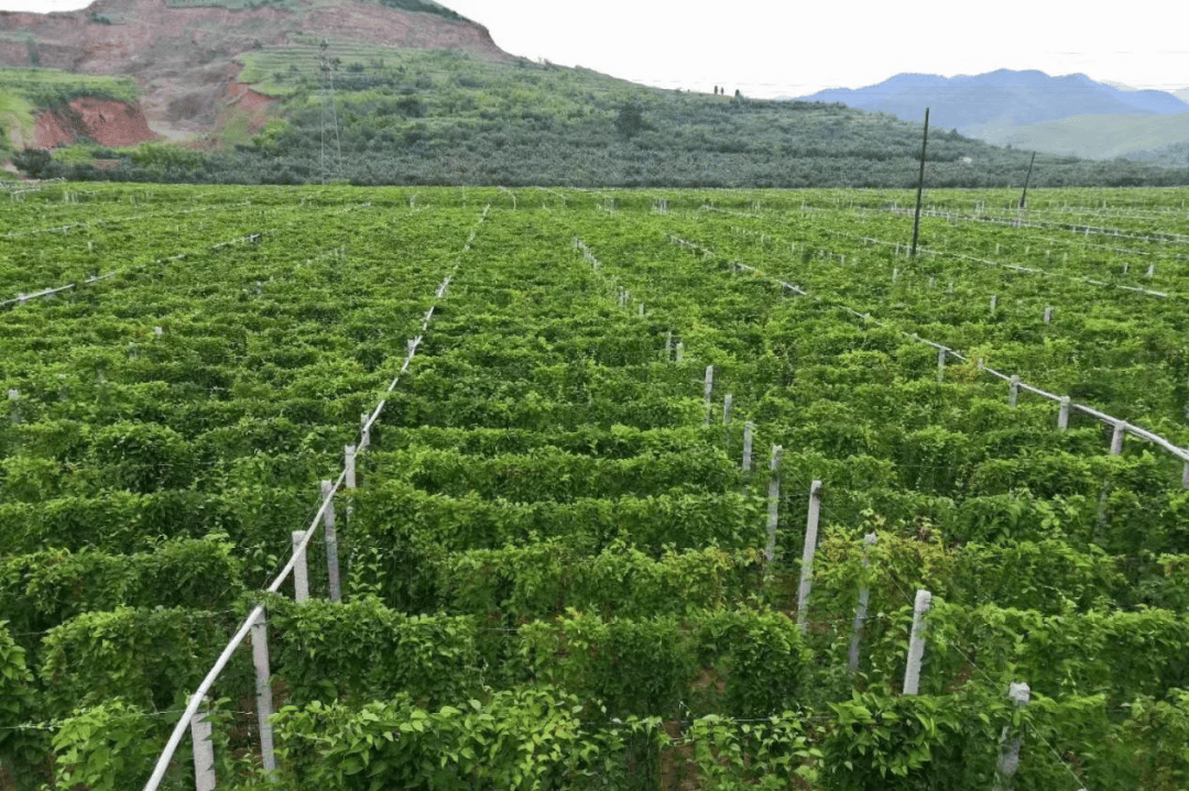 政协人聊营口│成就特色致富的"五味"良药