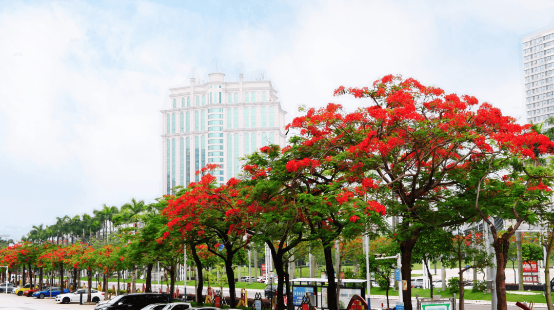 惊艳初夏,蓬江的凤凰木红了!_公园_发展大道_空间