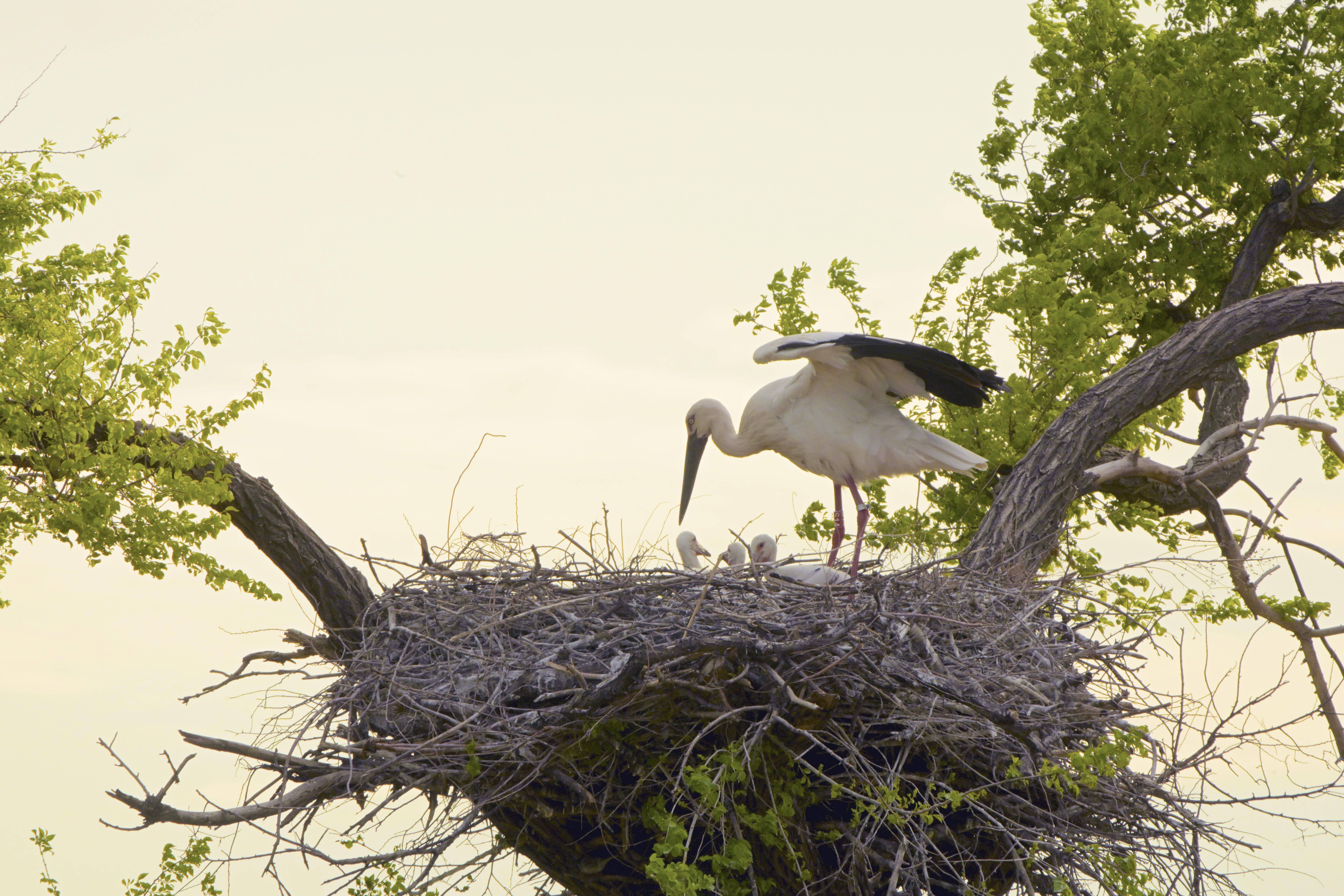 2024年5月14日,东方白鹳妈妈守护巢中幼鸟.