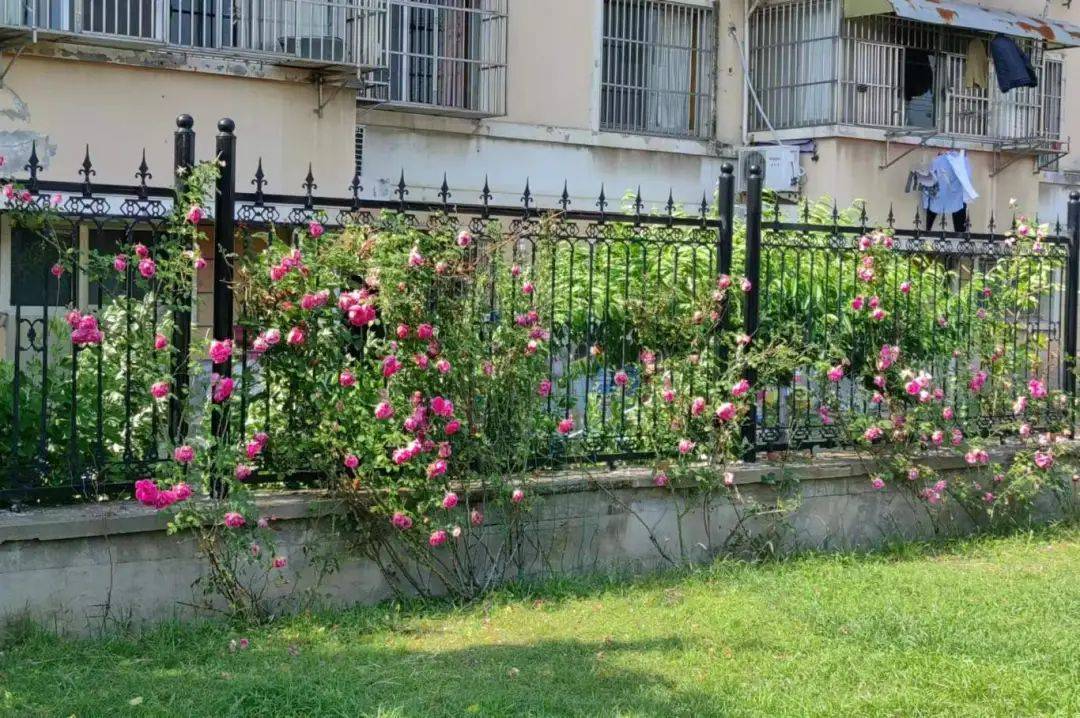 仪征这些小区突然就火了._花海_花园_市民
