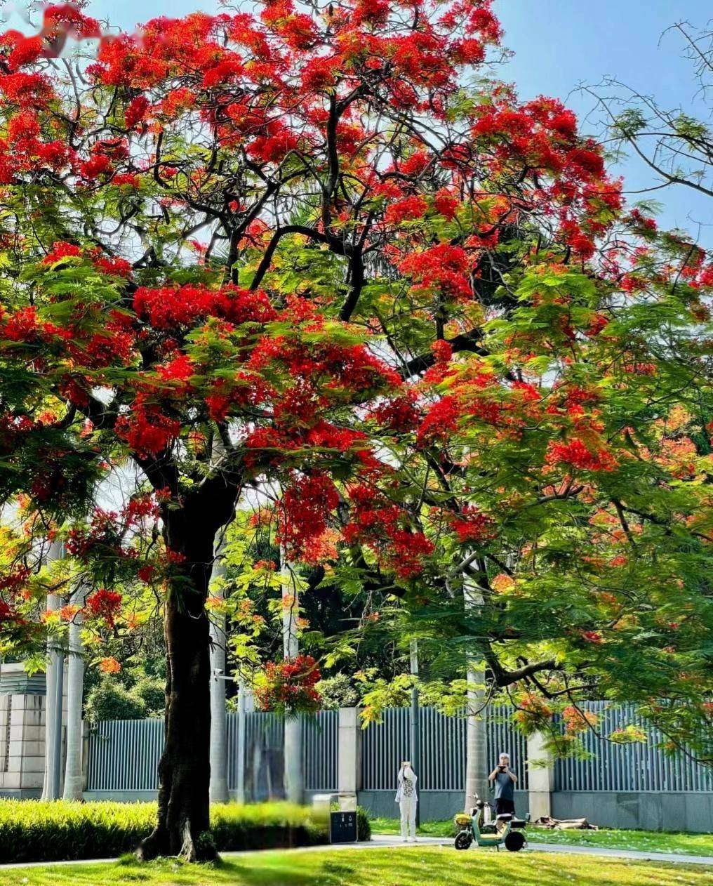 广州一棵树因"开花太艳丽"走红,网友:美得像假的,不真实