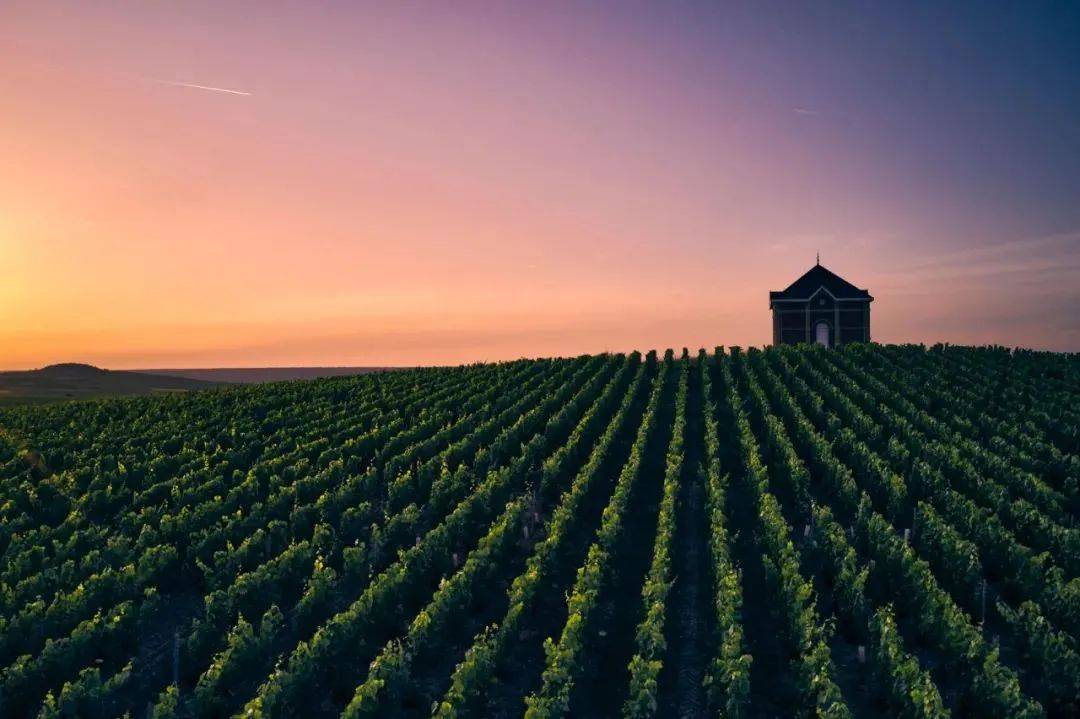 2024 展商介绍|mo05t & chandon_酩悦香槟_酒庄_全球