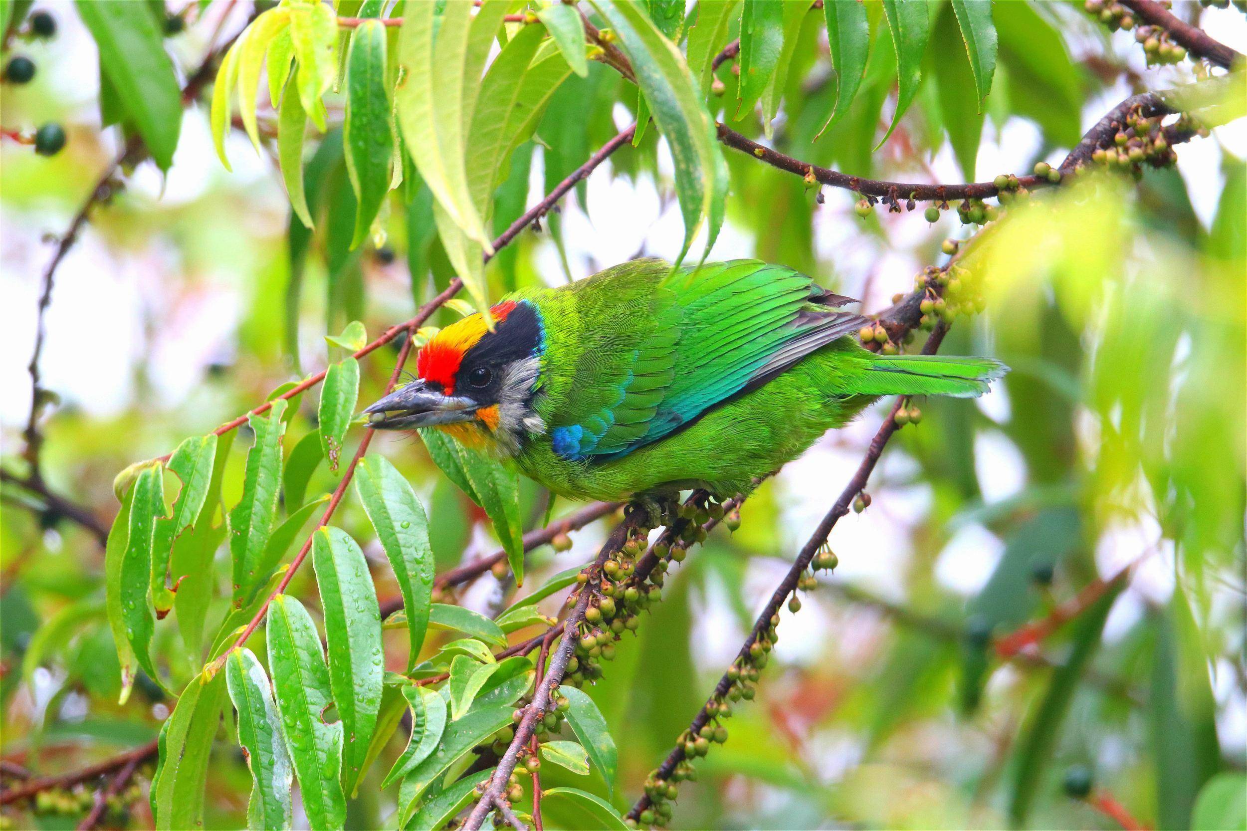 金喉拟啄木鸟(psilopogon franklinii),鸟纲,鴷形目,须鴷科,拟啄木鸟