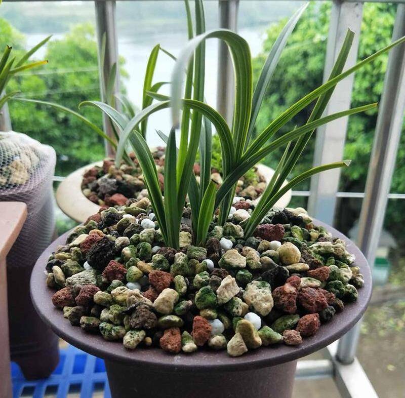 兰花施肥指南:时机,方法与要点