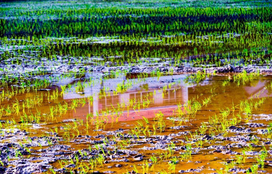 湖北郧阳农业新篇章:葡萄,药材,稻香,奏响乡村振兴交响乐