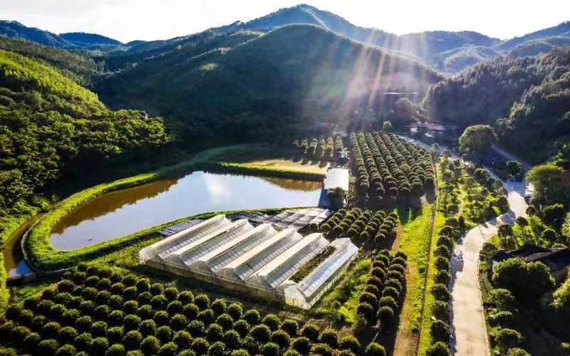 河源市伟景农林发展有限公司:"古树名木是河源最为珍贵的家底家当"|"