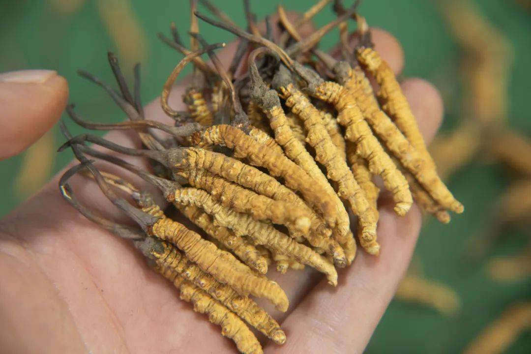 "天价虫草"内幕被曝光,这个虫草姑娘一番话让人恍然大悟