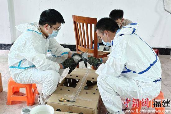 深夜出击 泉州海警查获走私信鸽案_执法员_刘鹏伟_石狮