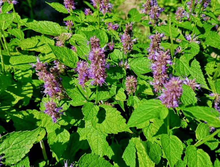 【中药小故事】每天认识一味药(十)→藿香