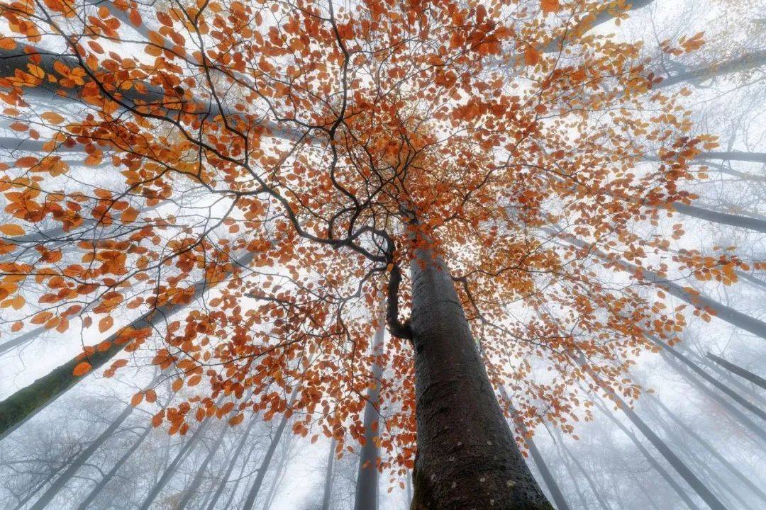 国际风光摄影师大赛获奖作品,每一张都美到堪称壁纸