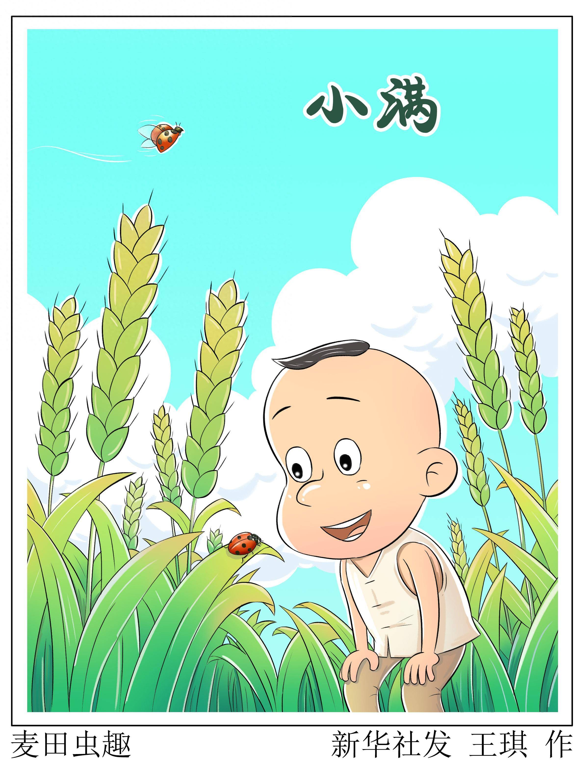 (图表·漫画)二十四节气·小满|麦田虫趣