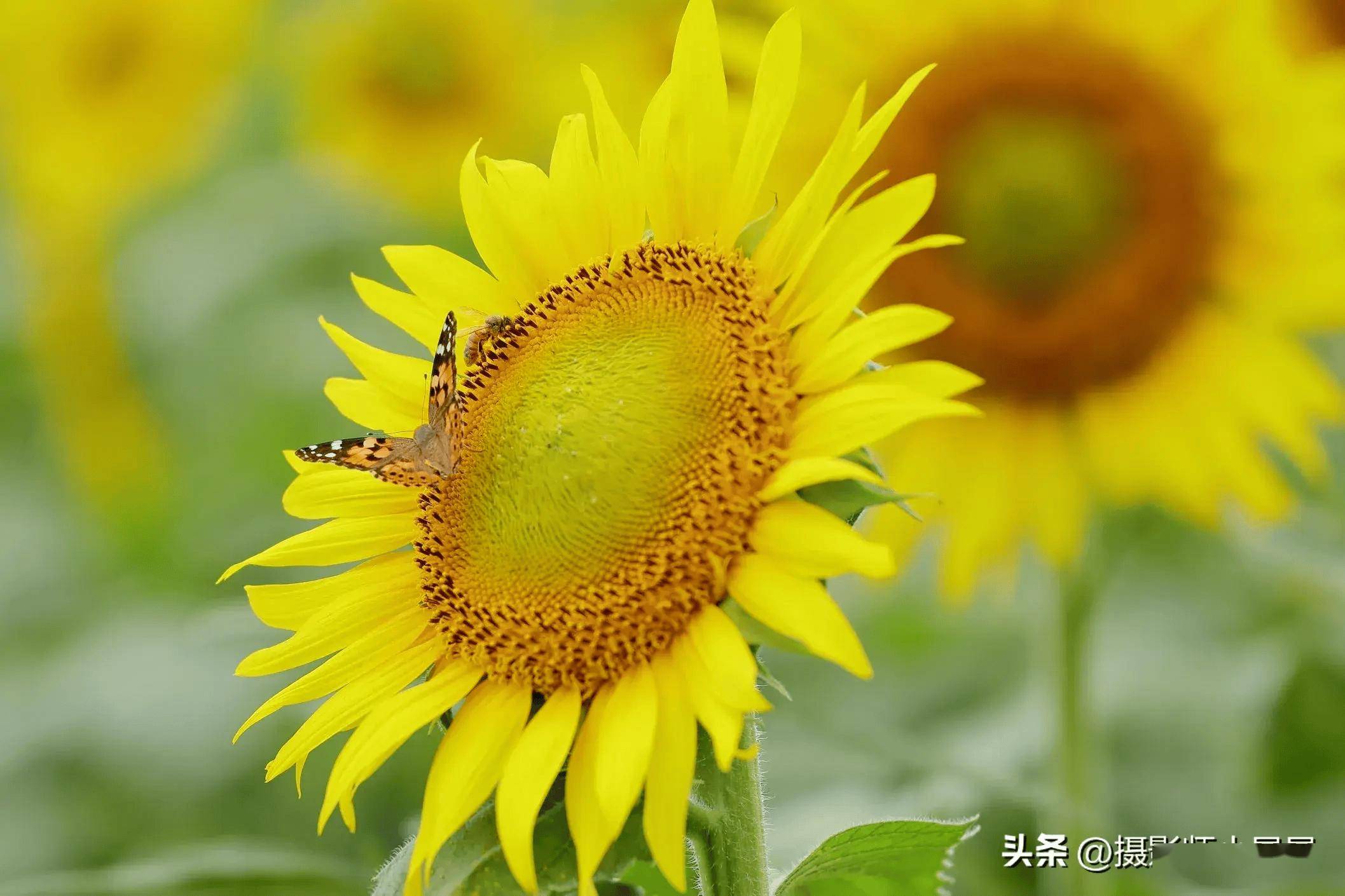 向日葵拍照指南