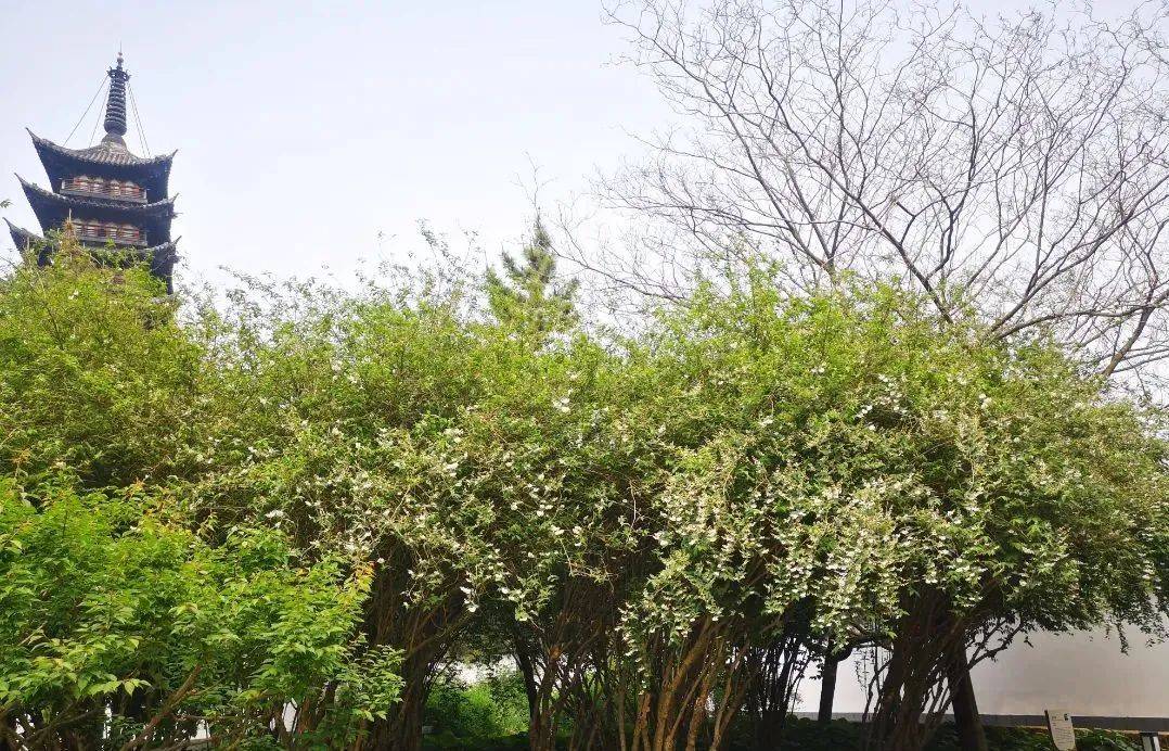 至5月19日(周日)活动简介:活动期间门票半价方塔园的溲疏花开正美