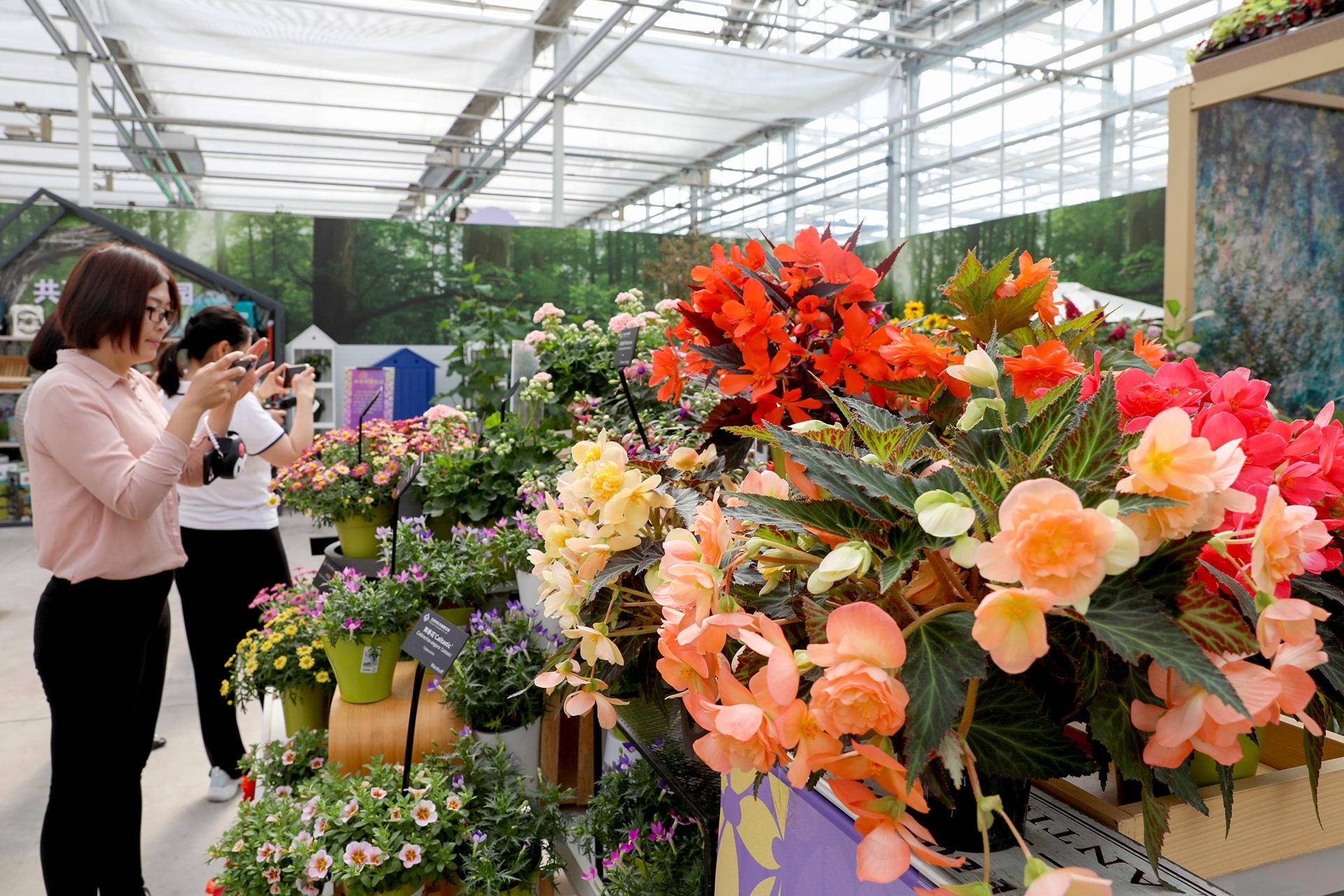 北京植物园春节花展图片