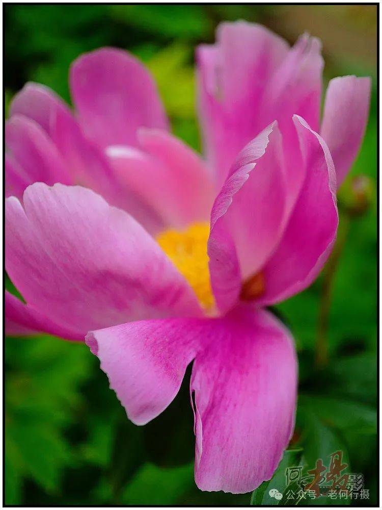 从摄影角度我更喜欢拍摄单瓣花,最主要的原因是单瓣花透光性强于重曝