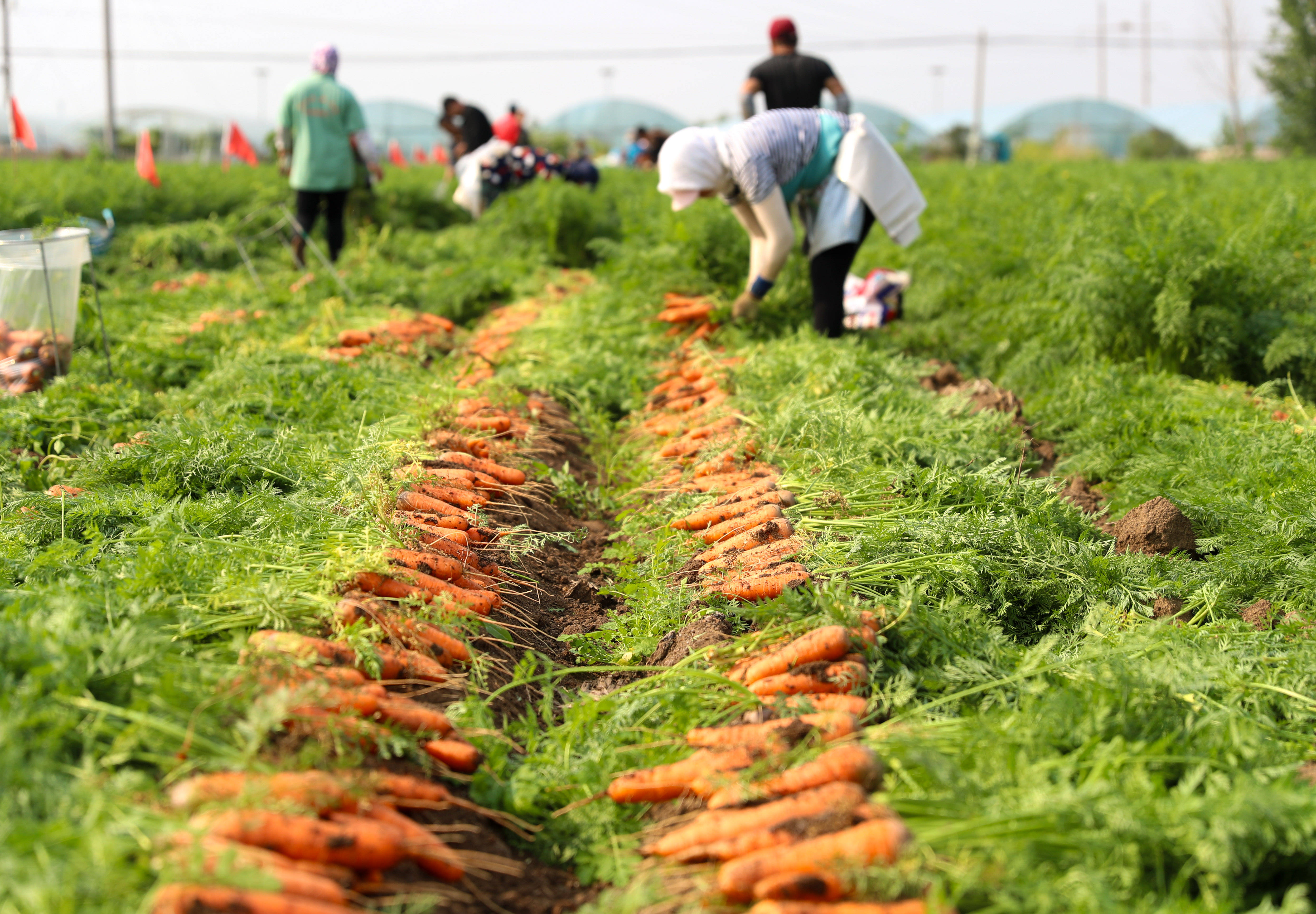 山东莱西:胡萝卜获丰收