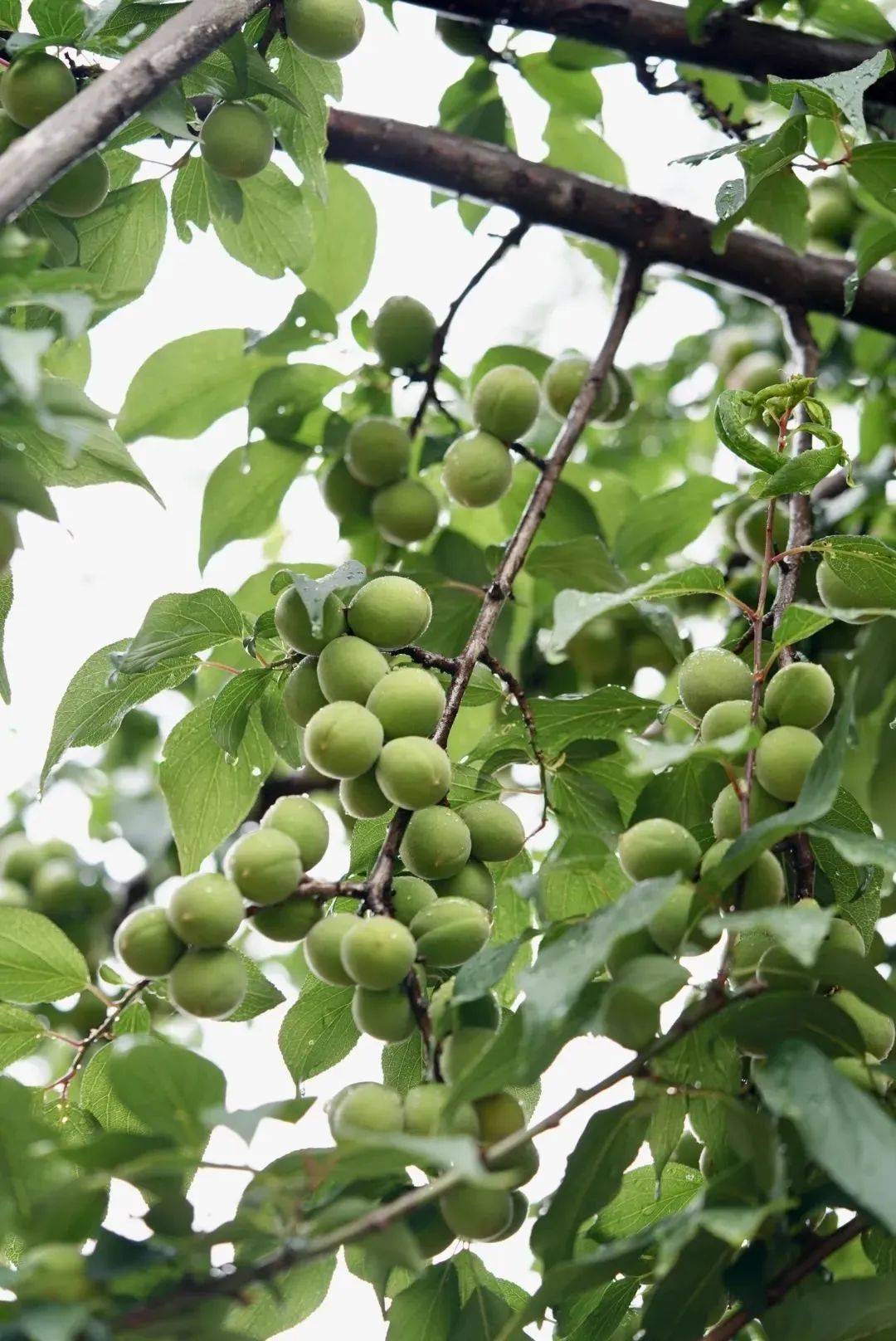 【小满·看大理】却把青梅嗅_洱源_梅子_雕梅