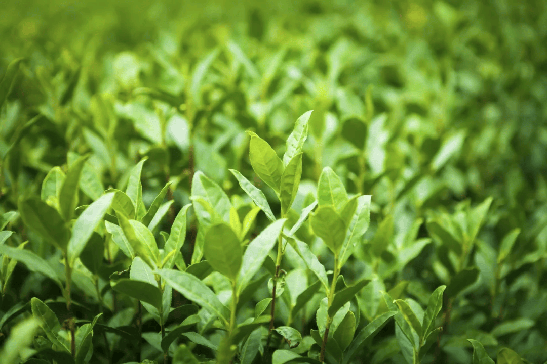 茶叶有农残,绿茶寒红茶暖……茶叶的8个误区,被坑了!