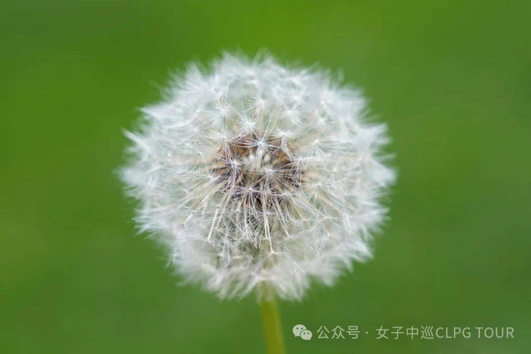 资格赛五强汇聚东方明珠 邦纳伯蒂王芷萱北京争锋