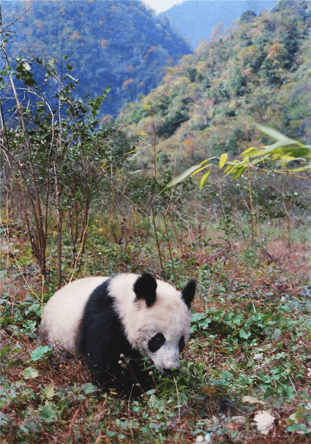 佳作欣赏 | 晏正常:宝兴人保护大熊猫的故事