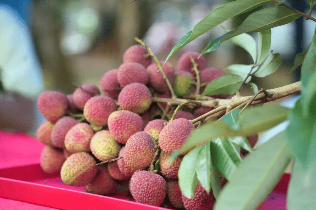 甜蜜加倍~三门坡镇成功举办火山荔枝月5.20荔枝节系列活动!