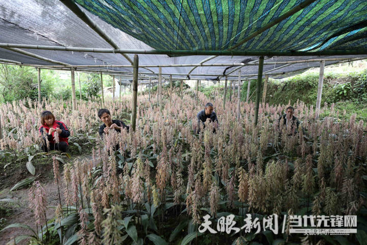 从一开始的五倍子 黄精,五倍子 天麻,到今年的五倍子 冰球子,五倍子