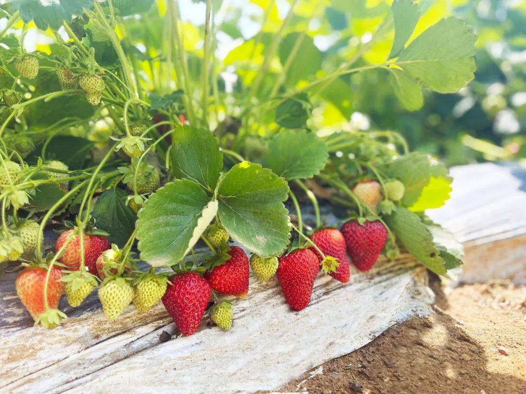 健康原生态～海阳露天草莓,放心草莓!