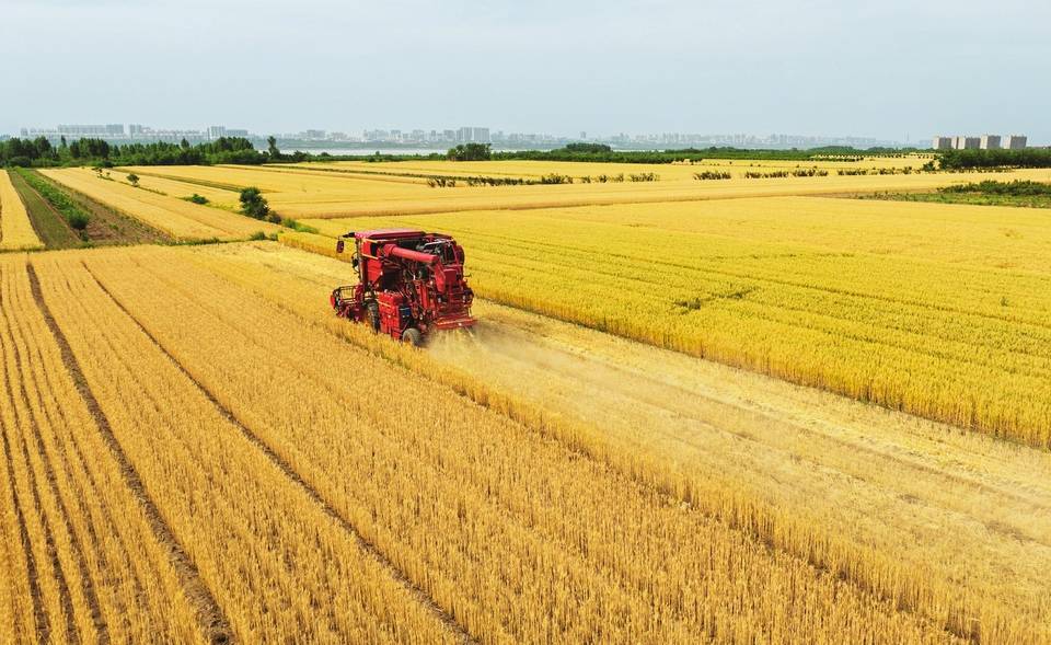 麦浪滚滚 开镰归仓