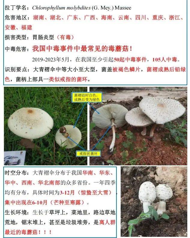 又到吃菌季!重庆疾控提示:川渝人警惕这些"毒蘑菇"