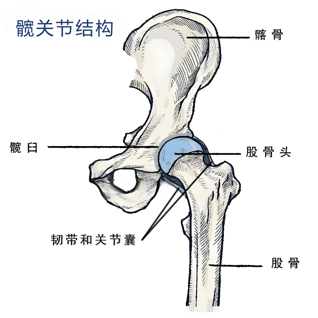 伸髋关节图片