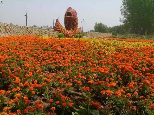 媒体看滕州 | 滕州纪行——探访滨湖镇美丽渔村