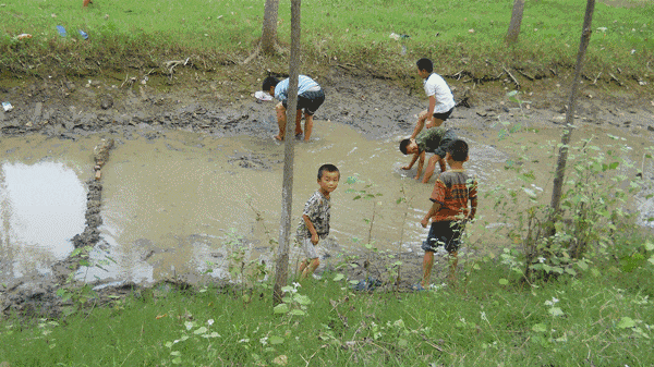 这种鱼叫"麦糠花",小时候常用罐头瓶捉来玩,你见过吗?