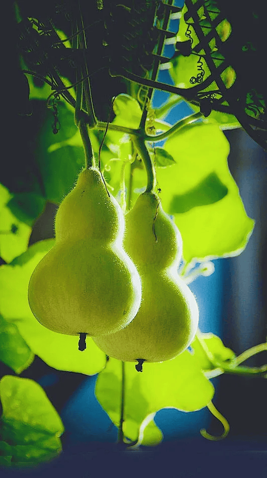 如意葫芦壁纸图片