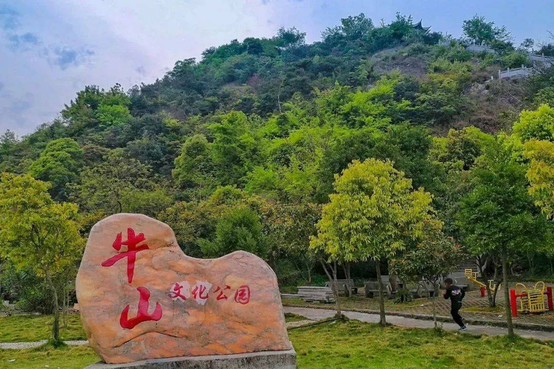 灵溪,藻溪,赤溪,油桐花开如"飞雪"～苍南