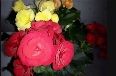 这3种花"新手"放弃吧,真的很难养,别不停往家买