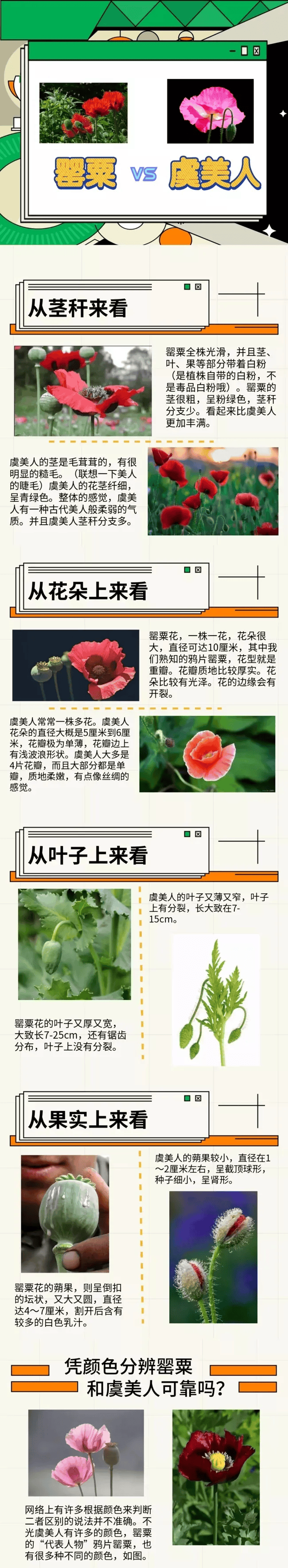 鸦片花制作过程图片