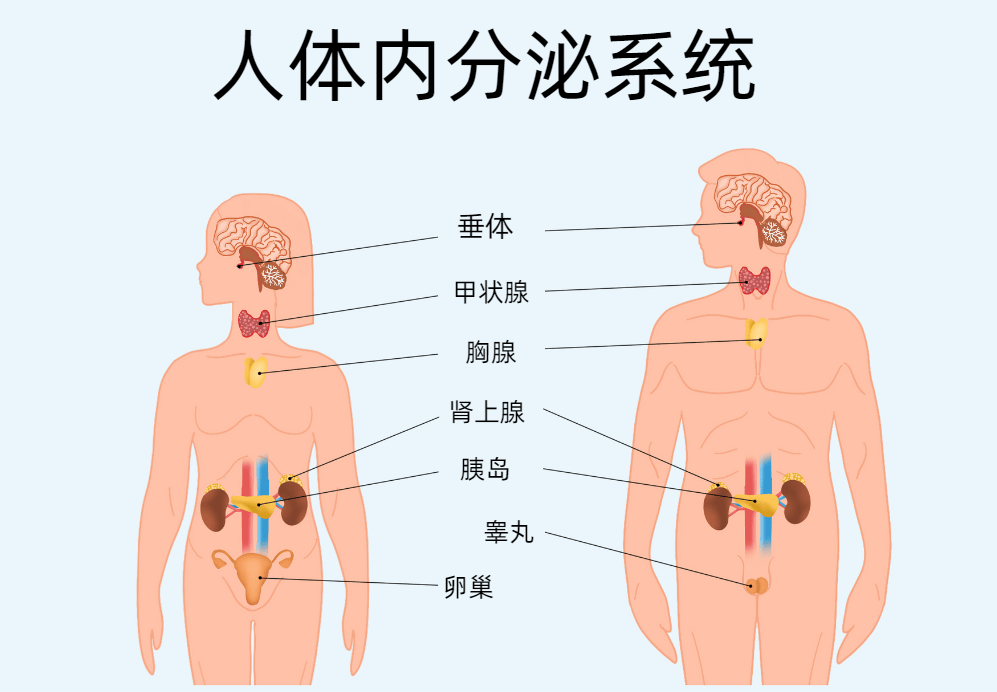 李女士_内分泌_病因