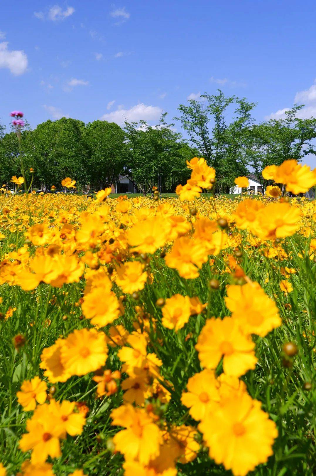 初夏,跌入惠山小雏菊花海