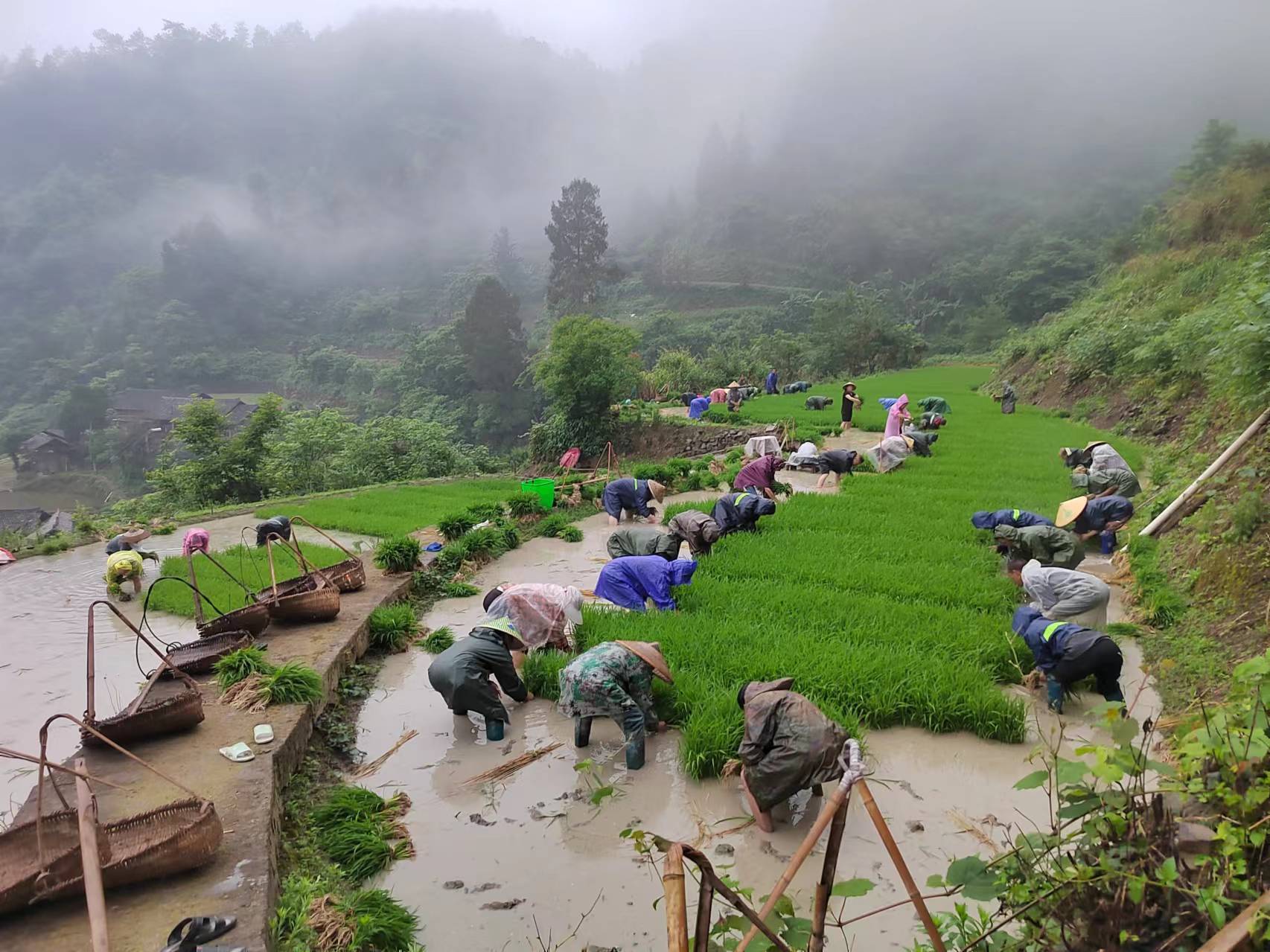 贵州镇远农户插秧忙田间染新绿
