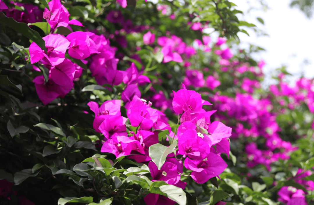 最近,重庆街头"最美花王"争霸赛进行中!