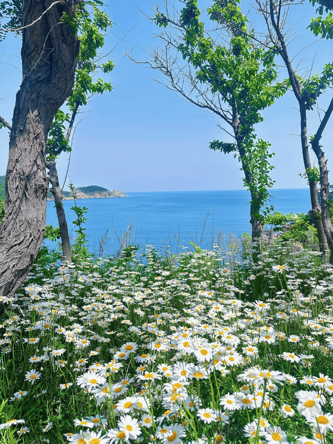 夏花绚烂,威海海边这片花海很惊艳!