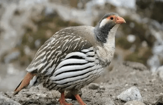 国际生物多样性日,一个高原小县城诠释了什么叫:生物的多样性!