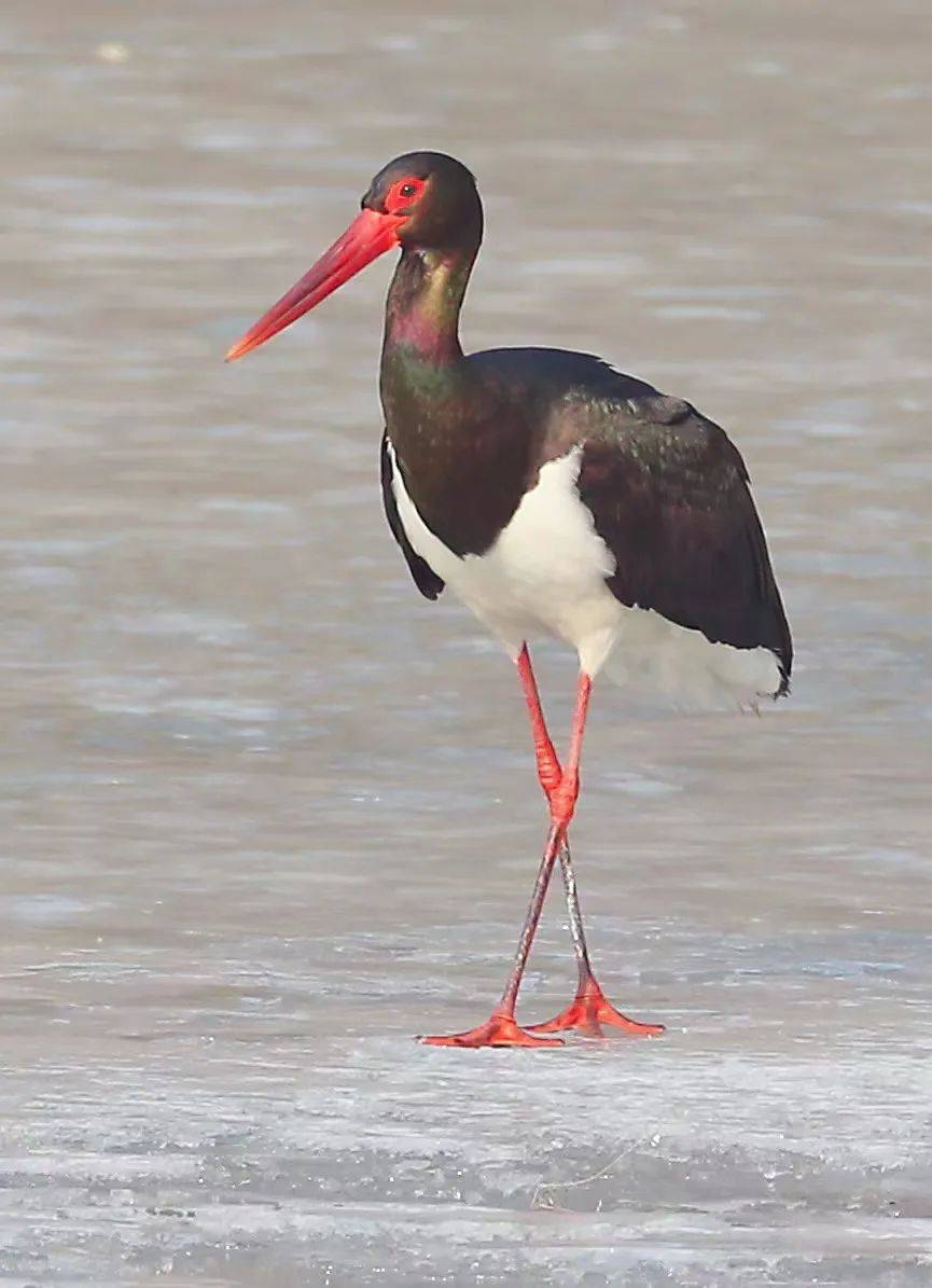 看看你认识多少?_保护_鸟类_黄河