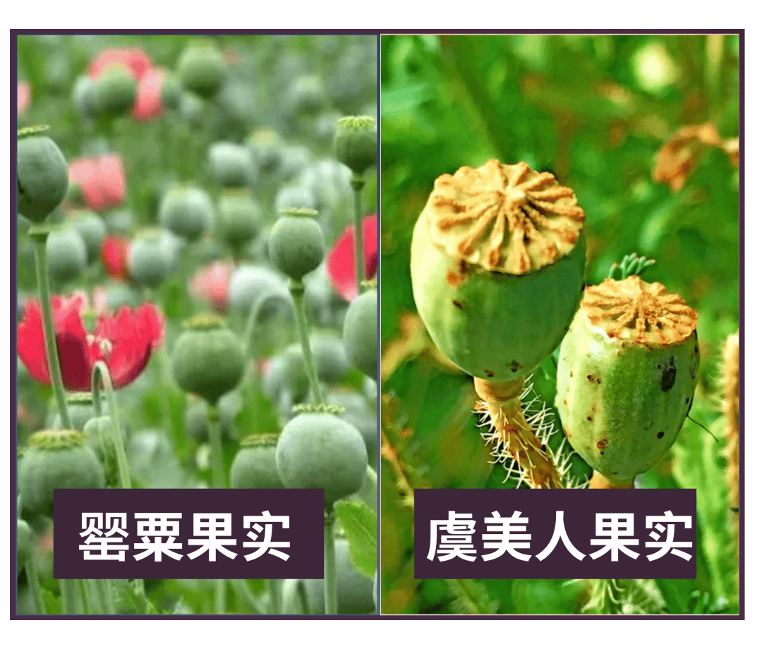 罂粟花种类图片