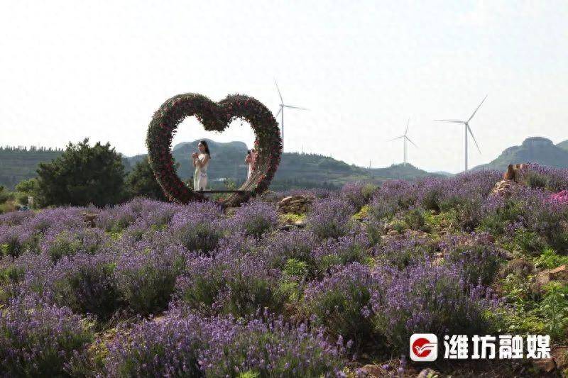 潍坊薰衣草小镇3000亩花海即将盛开