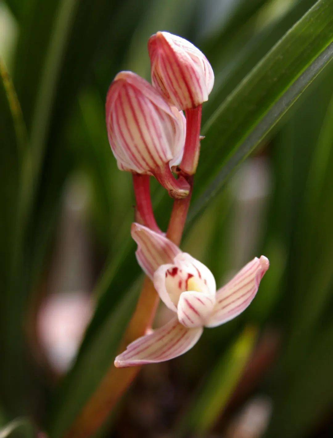 韶关市花——兰花 | 芳香四溢,从小城走向世界的中国之花~_翁源_发展