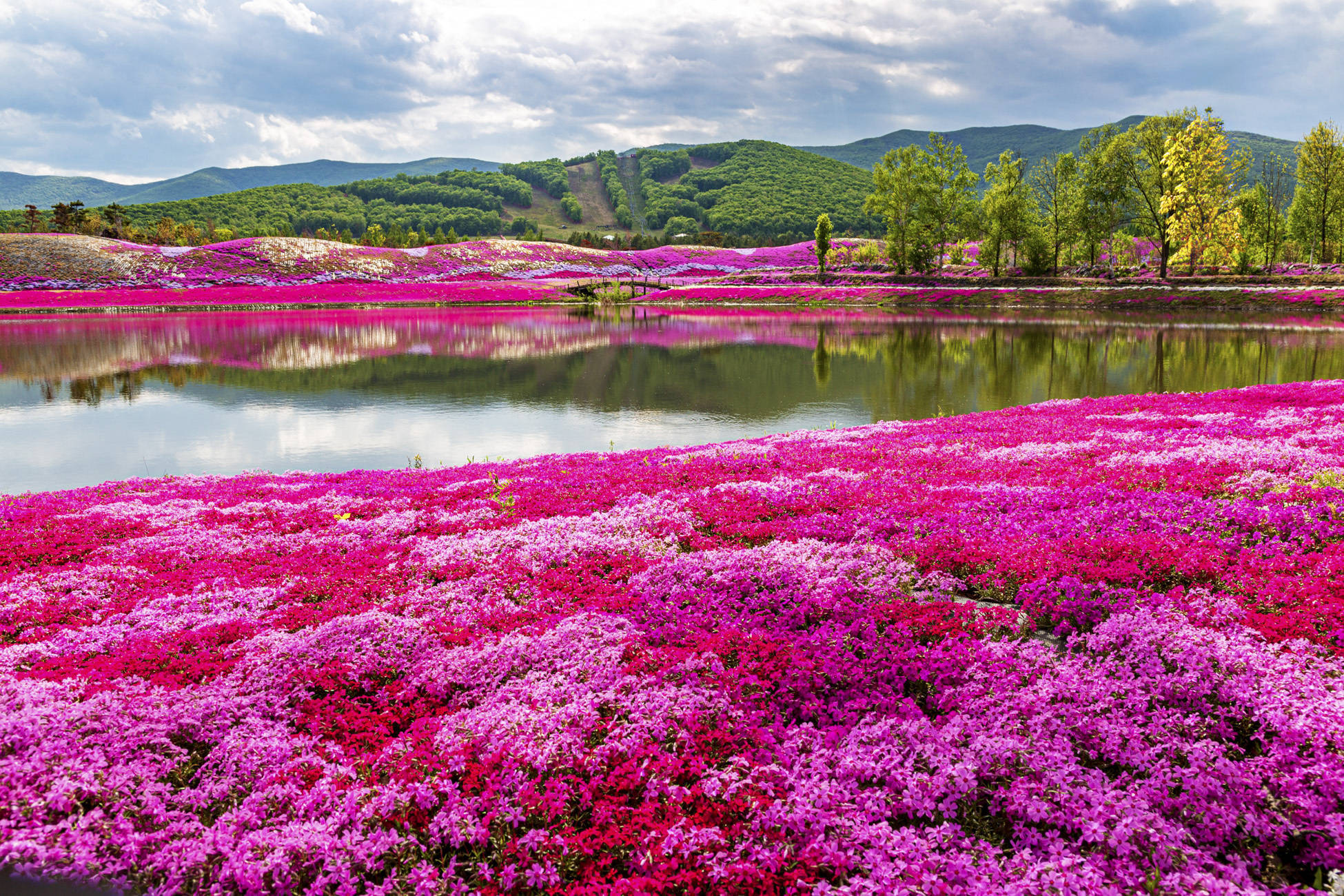 芝樱开花花期图片