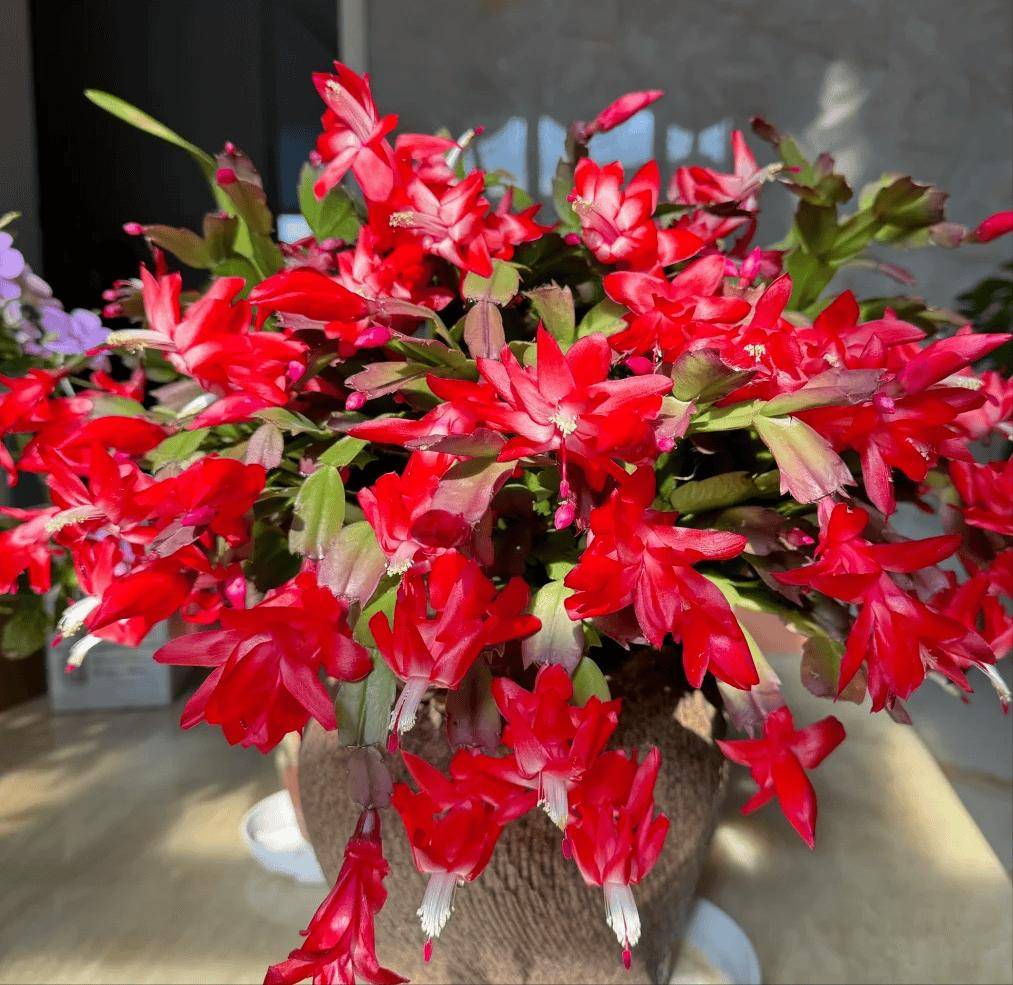 "养了5年的蟹爪兰,我全拔了",当年岁月静好,如今不堪重负