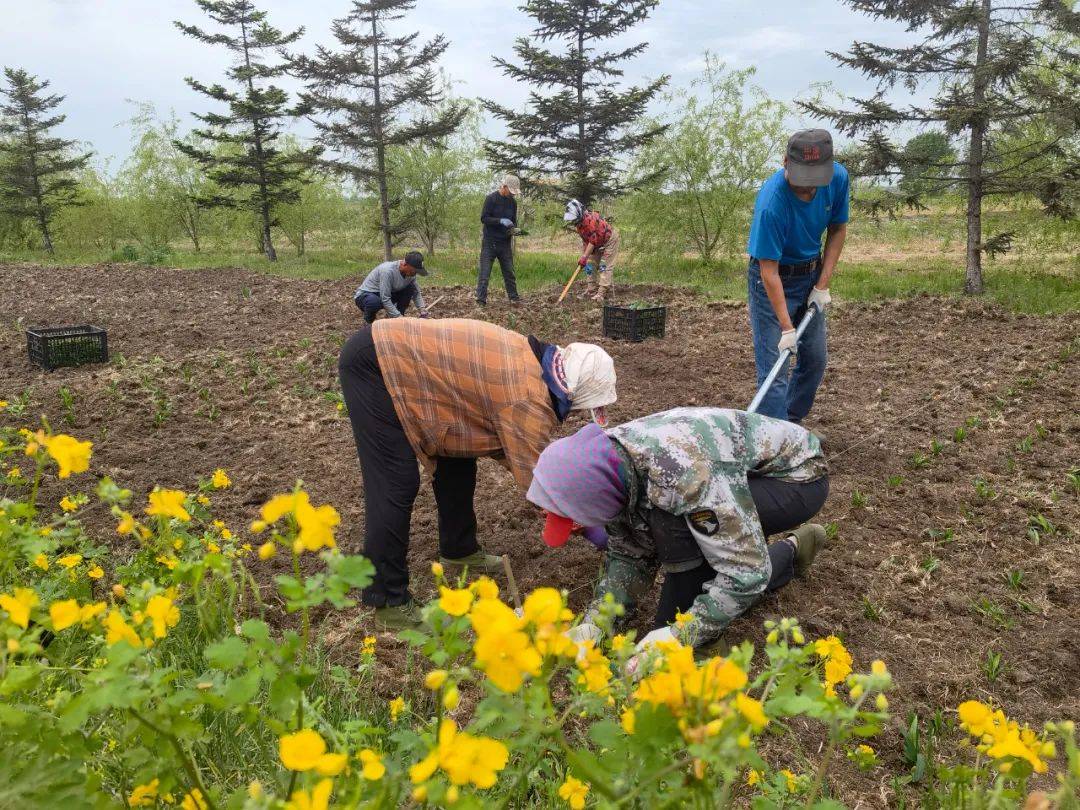 江川农场打造花海景观带 擦亮农旅文化"名片"